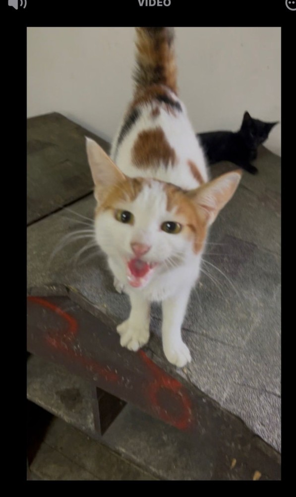 Sahiplendirme kedi