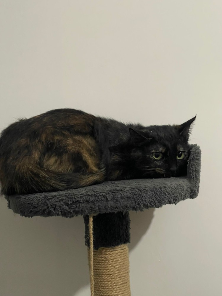 Sahiplendirme kedi Karamel